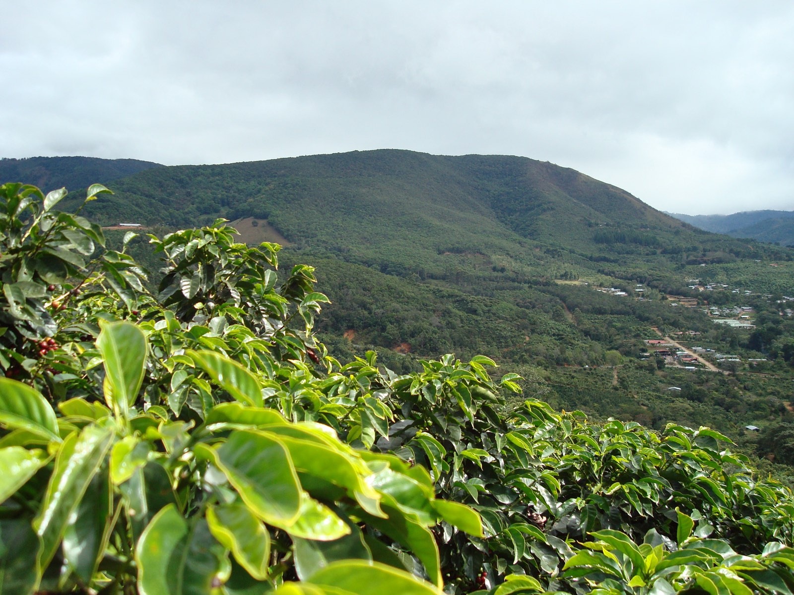 Coffee farms on the hills of Tarrazú, Costa Rica